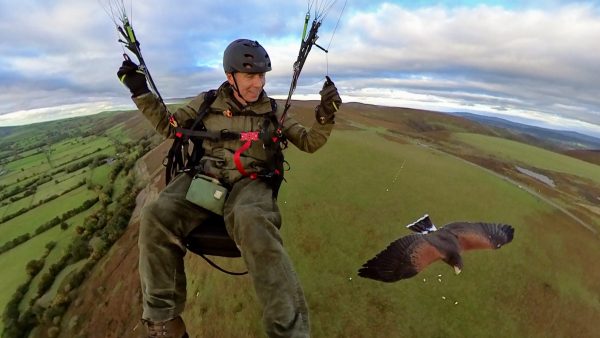 parahawking