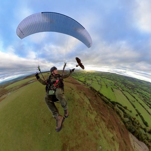 parahawking
